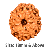 9 Mukhi Rudraksha (Indonesian Collector)